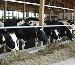 Daugherty Farms